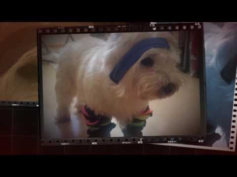 Eva Nasarre reaparece ¡¡con su perro!!