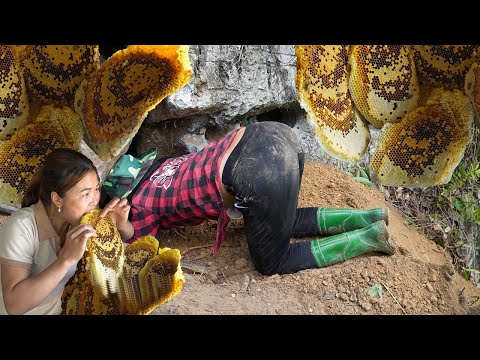 The process of harvesting honey bees living in caves / daily working life. Country girl