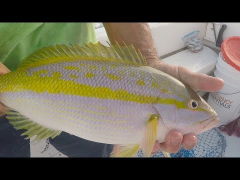 Yellowtail Fishing Tactics in the Florida Keys