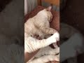 Какой же ты хороший!!! #популярное #шортс #животные #cat