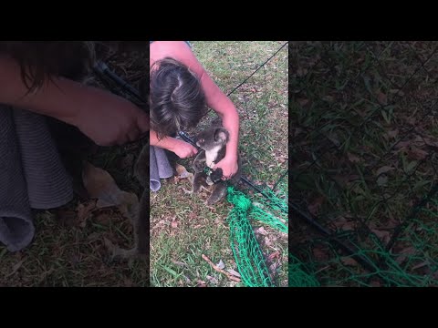 Koala Cut Free From Nylon Fence || ViralHog