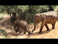 Silent Safari At Yala National Park Tissa Wewa Sri Lanka