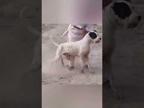 Dangerous pakistani bully #aggressive #fighter #pakistanibully #indianmasttiff #pakbully #shorts