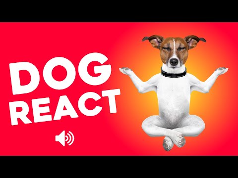 🐶 Try This Sound to Make Your Dog React!