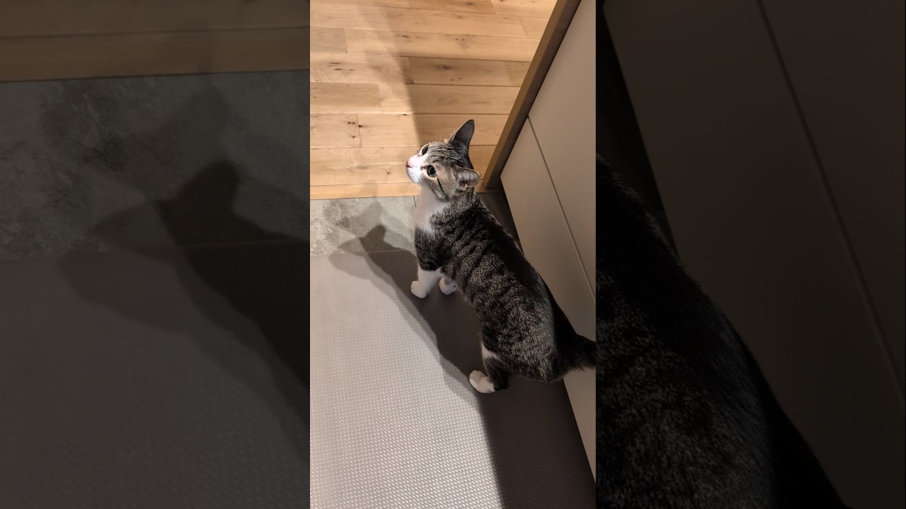 ご飯を貰えるまでウロウロする猫😺 - My cats want food - #shorts #cat