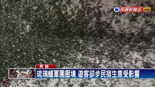 [問題] 六龜好多琉璃蟻