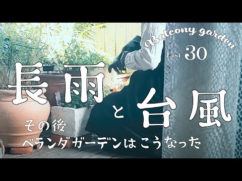 ロビンをバルコニーに引き寄せるにはどうすればよいですか？好きな食べ物、ヒントと方法  庭園