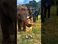 The elephant didn't hurt the girl at all! 🤯