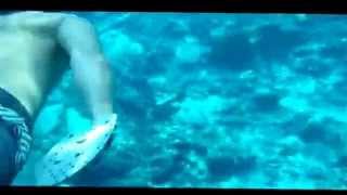 Leopard shark New Caledonia 2011