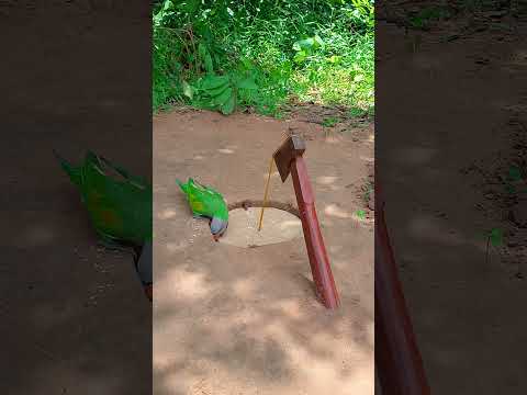 Amazing Quick Unique DIY Parrot Trapping Technique Using Cardboard Box and Axe #ytshorts #shorts