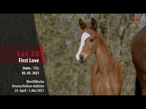 Westfälische Dressurfohlen-Auktion Lot 20 First Love  SF v. First Deal - Sir Heinrich