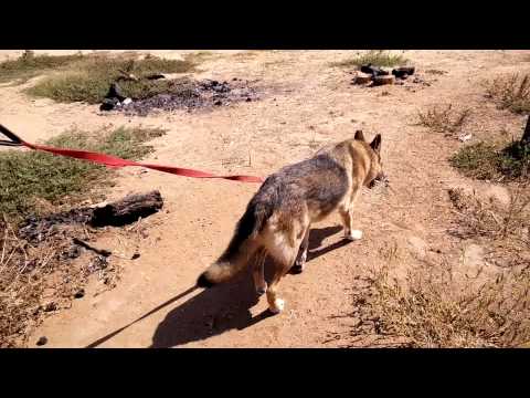 הרצליה אוהבת חיות 250715 - קלוני (4)