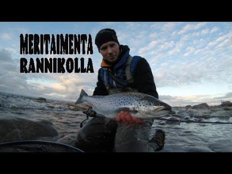 Jakso 1. Meritaimenta Rannikolla