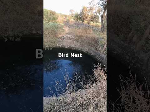 bird nest