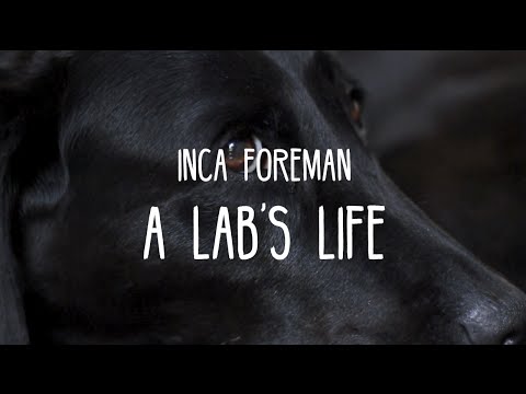 A Lab's Life - Short Film