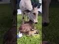 Vaca E Bezerro Cow