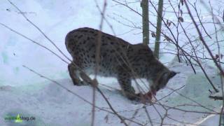 preview picture of video 'Nationalpark Bayerischer Wald: Luchs (Lynx lynx) verzehrt Beute'