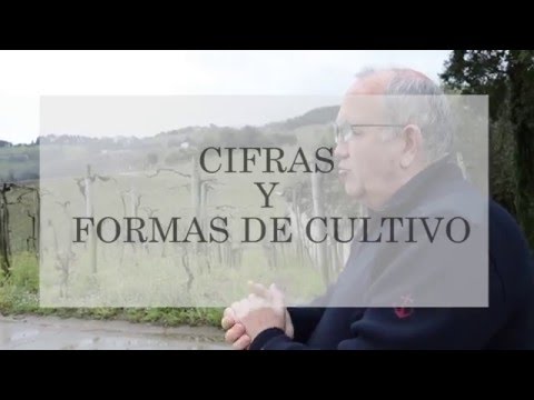 Viñedos y uvas con 'Txomin Etxaniz' | TXAKOLINEANDO