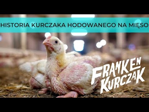 FRANKENKURCZAK, czyli cała prawda o życiu kurczaków hodowanych na mięso