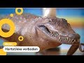 Cobrakoppen en slagtanden: veel spullen van beschermde dieren ingeleverd