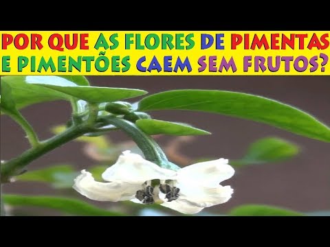 , title : 'Por que as flores de Pimenta e Pimentão Caem? Será falta de Polinização?'