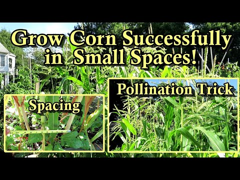 How to Grow Corn Successfully in Small Garden Spaces: Plant in Squares Not Rows - Here is Why!