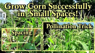 How to Grow Corn Successfully in Small Garden Spaces: Plant in Squares Not Rows - Here is Why!