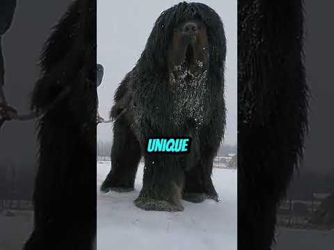 The Tibetan Mastiff: The Most Expensive Dog in the World #dog #mastiffdogs #mastiffpuppies #huge
