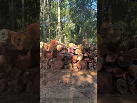 Daniel Masiero cujubim Rondônia