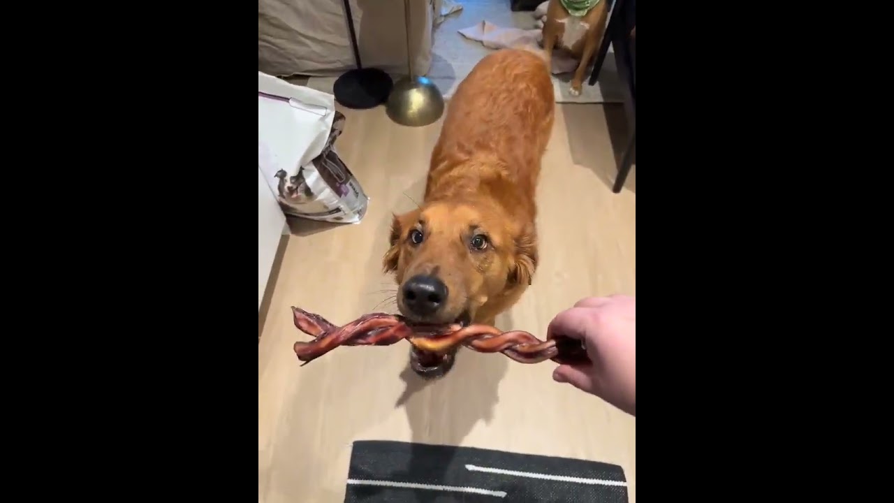 Felice, a ADOPTABLE mixed breed in Mississauga, ON video 6/6