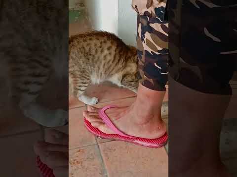 Cats Loves fish Foods #cat #kitten #kitten