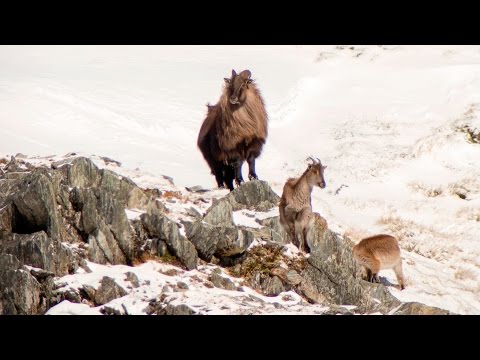 Tahr Hunt New Zealand West Coast  2015
