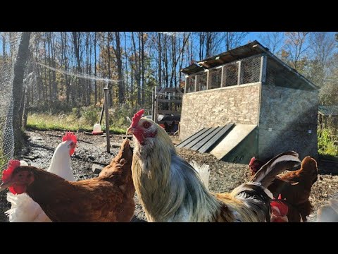 DIY Chicken Coop and Run For Less Than $200