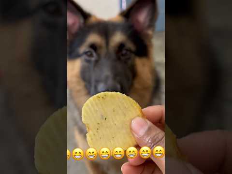 Mare golu 😁😁😁 #vairalreels #dog #doglover #viral #germanshepherd