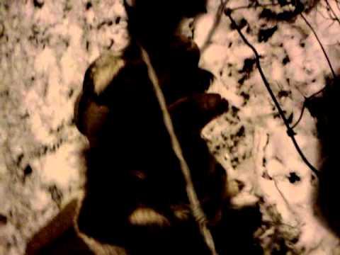 Mr wiggles the goat freezing his ass off