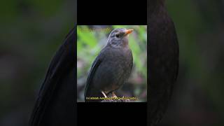 Download lagu Climber's Friend - Anis Gunung mp3 Download lagu Climber's Friend - Anis Gunung mp3