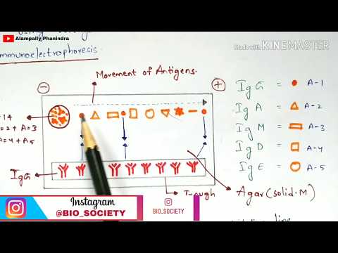 Radial immunodiffusion Immunotechnology Bio science