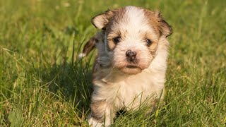 Havanese Grooming Hacks: Quick Tips for a Beautiful Coat PART 2