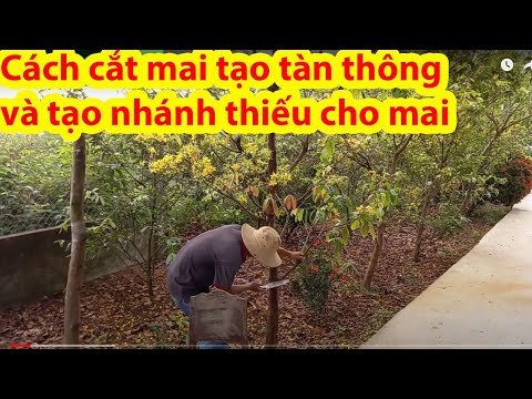 Cách xả tàn mai tạo tàn thông và tạo thêm nhánh