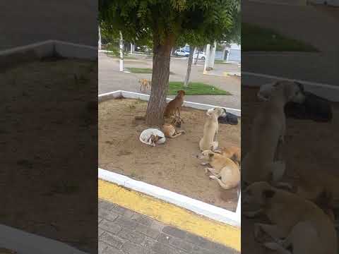 Cachorrada em Ceará Mirim