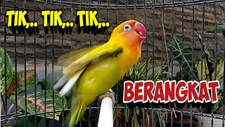 Download lagu Pancingan Lovebird Fighter Ngekek Panjang, TIK TIK TIK BERANGKAT, Naikkan EMOSI LB Merangsang NGEKEK mp3 Download lagu Pancingan Lovebird Fighter Ngekek Panjang, TIK TIK TIK BERANGKAT, Naikkan EMOSI LB Merangsang NGEKEK mp3