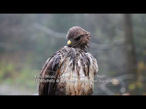 Rexing B1 Night Vision Binoculars Video Preview