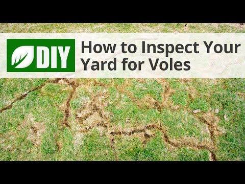  How to Inspect Your Yard for Voles  Video 