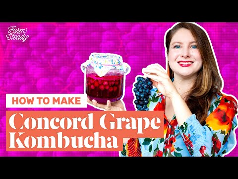 How to Make Concord Grape Kombucha