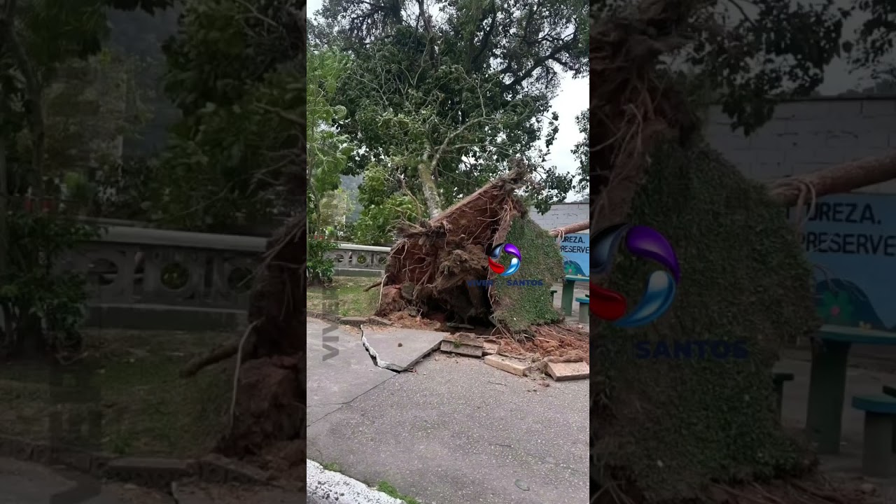 Forte ventania arranca árvores pela raiz e danifica calçadas em bairros de Santos.
