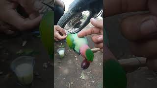Download lagu Pikat burung Betet/bayan mp3