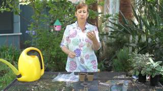 How to Plant Acorn Squash Seeds Indoors : Garden Space