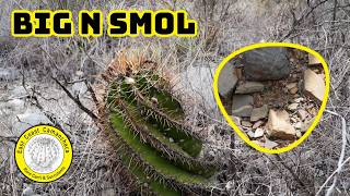 Ariocarpus kotschoubeyanus elephantidens, and Astrophytum ornatum in habitat - Queretaro, Mexico 🌵
