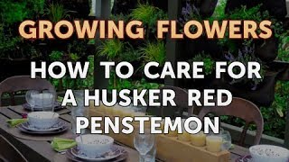 How to Care for a Husker Red Penstemon