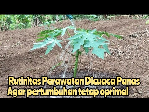 Teknik Penyiraman Pepaya Di Cuaca Banyak Panasnya agar pertumbuhan Tetap Optimal
